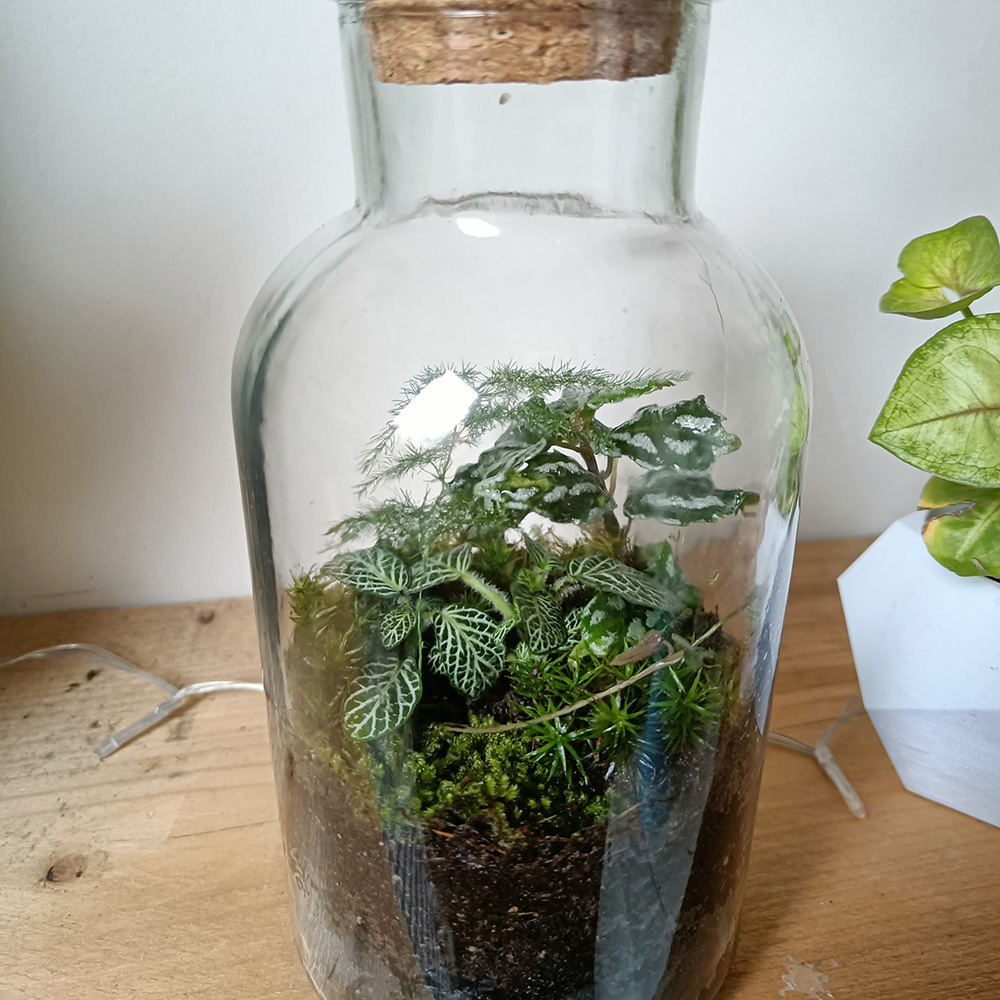 "My first terrarium"